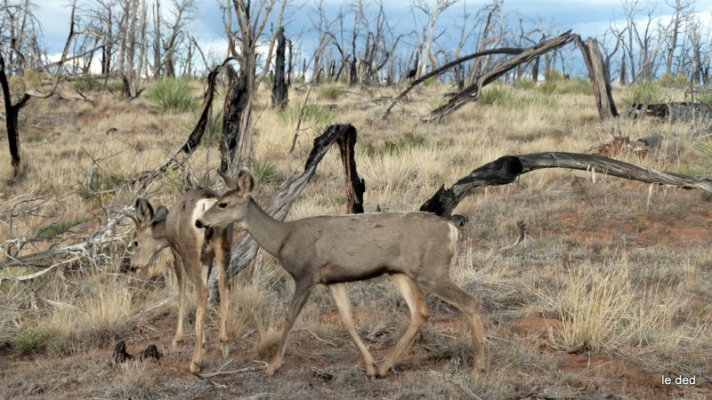 #31 Mesa Verde NP : Biches ou chevreuils en pâturage Mesa Verde NP : Biches ou chevreuils en pâturage