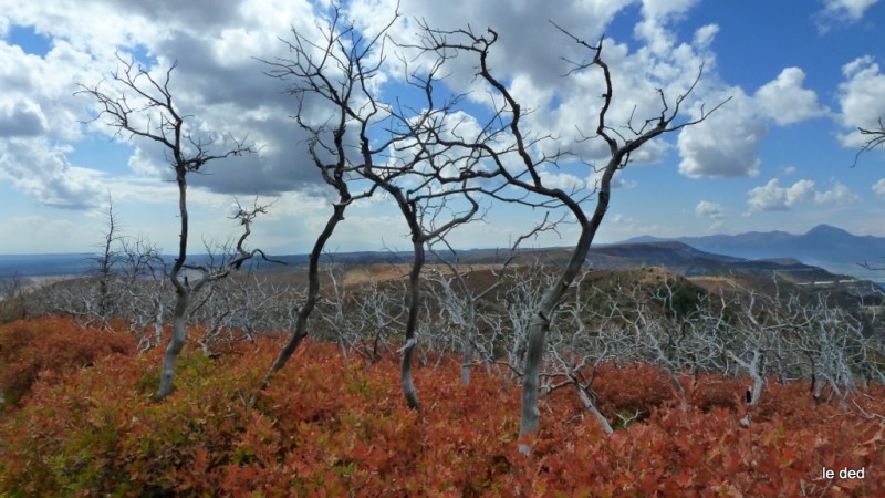 #28 Mesa Verde NP : Forêt calcinée en 2002 qui donne de la couleur aux photos ;( Mesa Verde NP : Forêt calcinée en 2002 qui donne de la couleur aux photos ;(