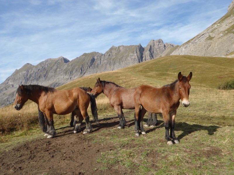 #5 Col de Niard : Obligé de traverser le parc des chevaux. Col de Niard : Obligé de traverser le parc des chevaux.