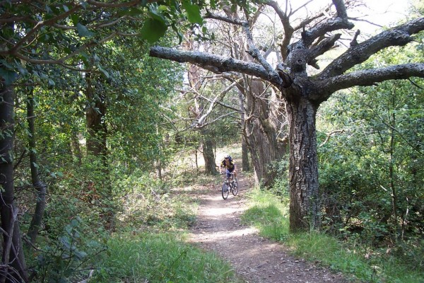 #4 Descente sous les chataigniers : Courte redescente avant d Descente sous les chataigniers : Courte redescente avant d'attaquer le reste de la montée