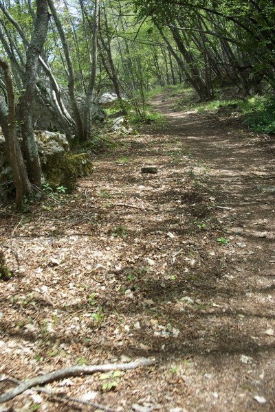 #10 Les sous-bois roulants : Alternance Les sous-bois roulants : Alternance