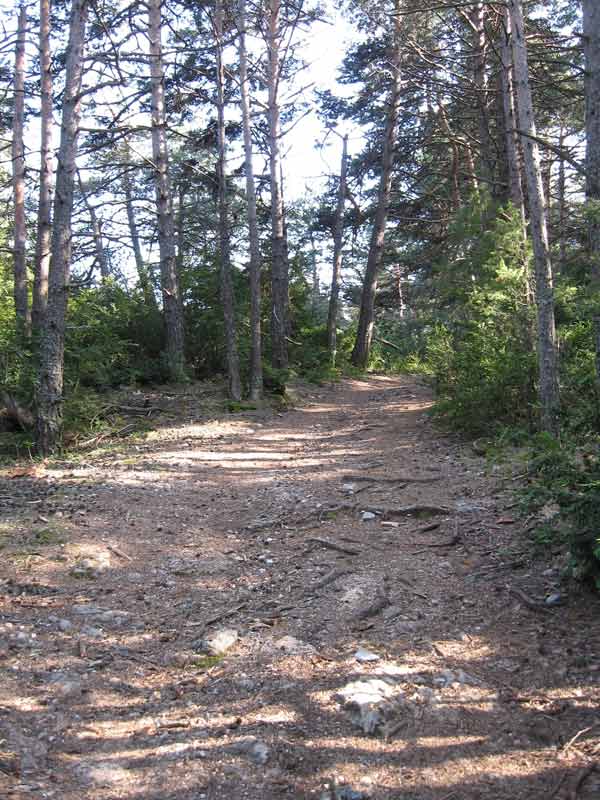 #2 Joli sous bois : La piste qui monte sur Colle Belle. Joli sous bois : La piste qui monte sur Colle Belle.