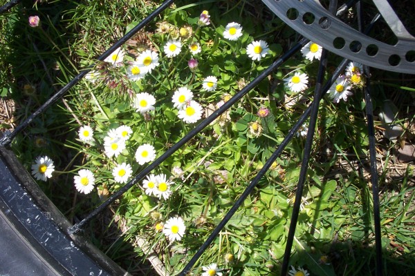 #1 Paquerettes : Le printemps est arrivé Paquerettes : Le printemps est arrivé