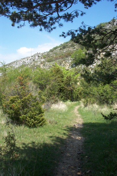 #3 Replat avec verdure : Un peu avant les restanques, un joli replat bien vert, mais derrière les buissons, on devine le sentier qui grimpe dans les anciennes restanques. Replat avec verdure : Un peu avant les restanques, un joli replat bien vert, mais derrière les buissons, on devine le sentier qui grimpe dans les anciennes restanques.
