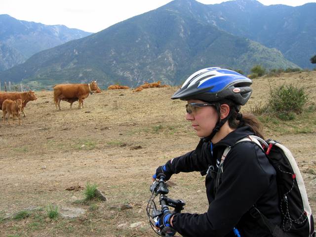 Meuuuh : De belles cornes avec des veaux et un taureau...