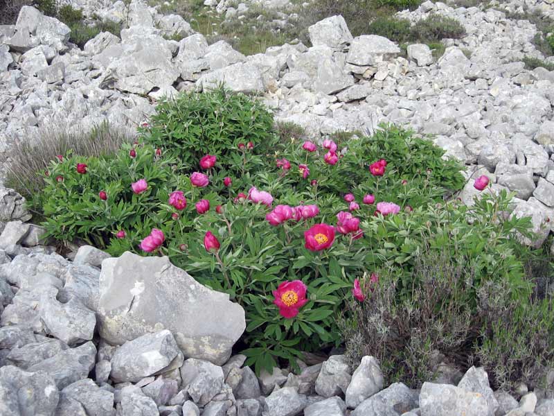 flore locale : magnifiques pivoines près du sommets