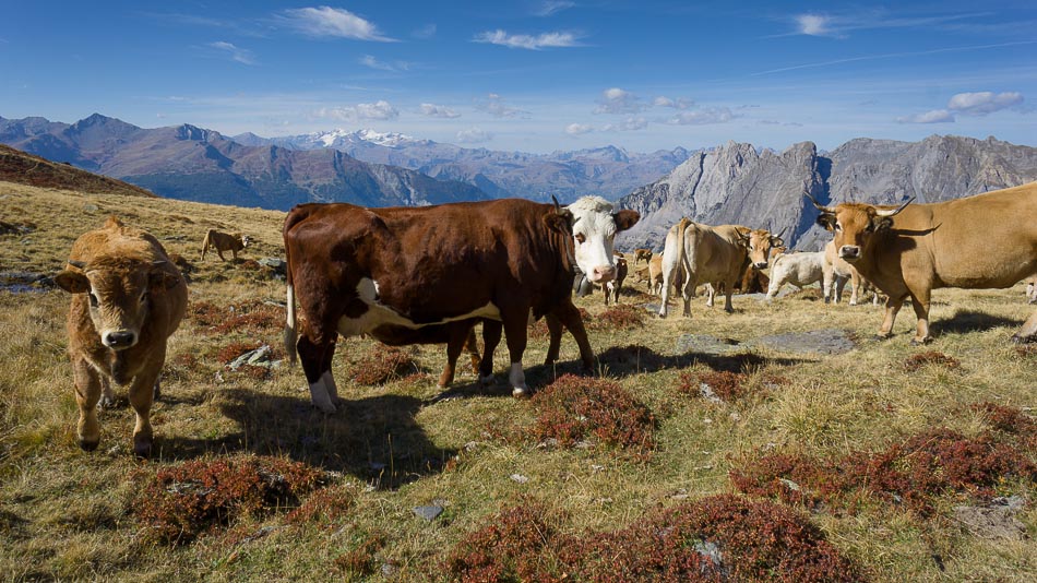 Plateau de Bellecombe