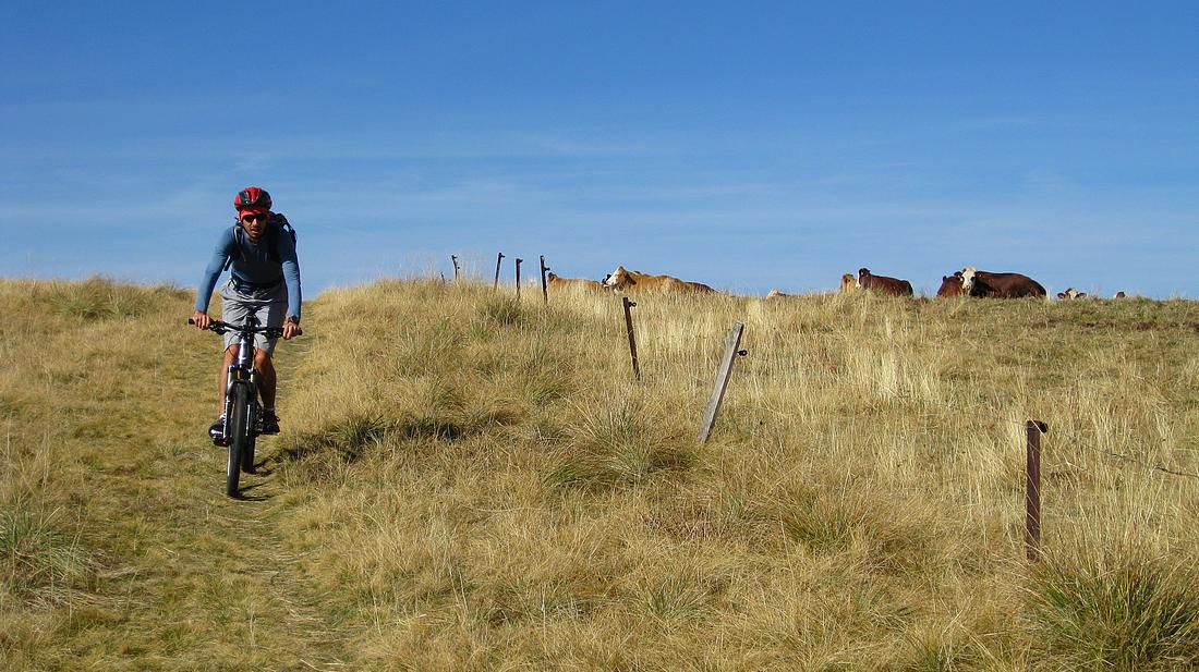 Col de Lière : avec les vaches