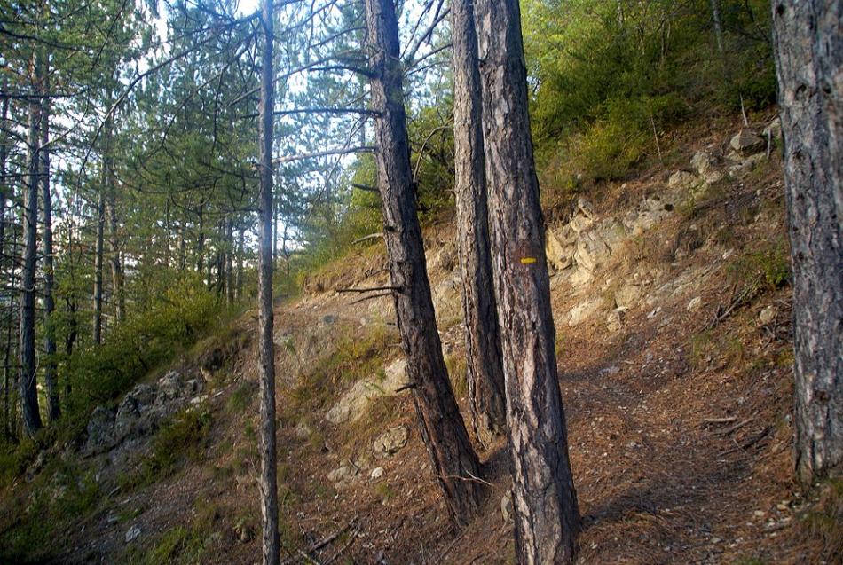 #8 Sublime sentier : bien typé diois Sublime sentier : bien typé diois