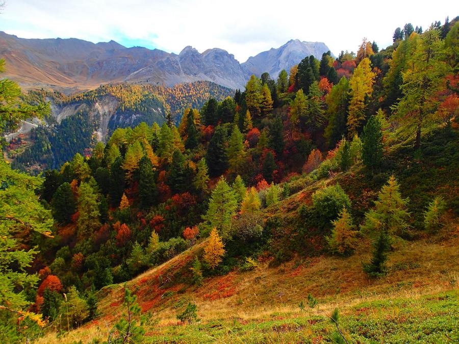 Combe du Geay : Bien bariolée