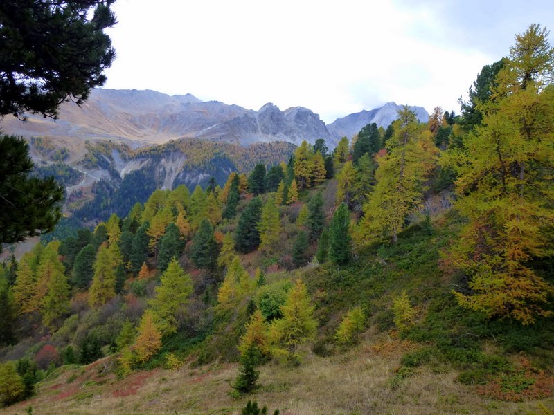 Combe du Jeay : Les mélèzes ont enfin viré...