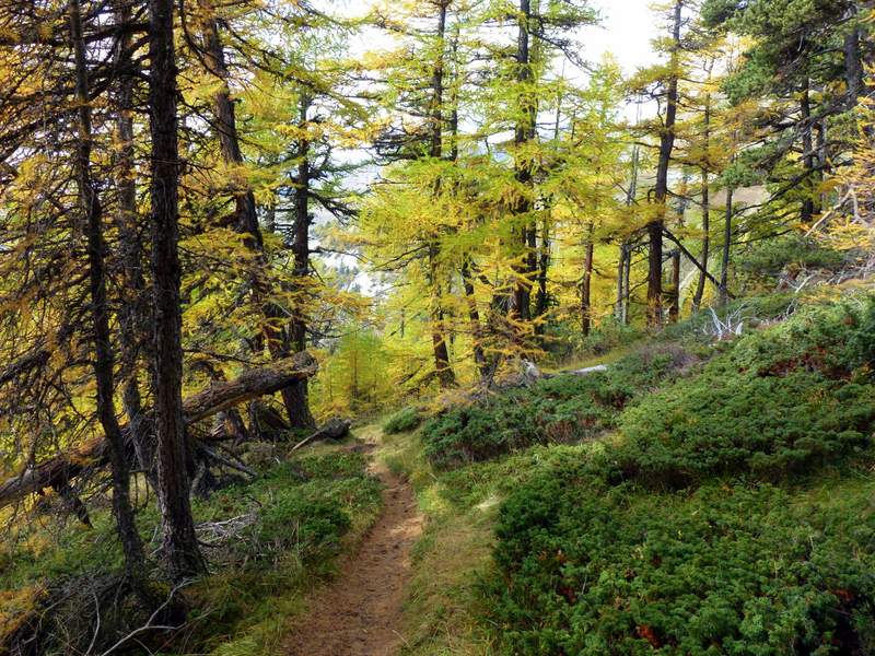 #10 Wiwannihütte : Descente dans les mélèzes Wiwannihütte : Descente dans les mélèzes