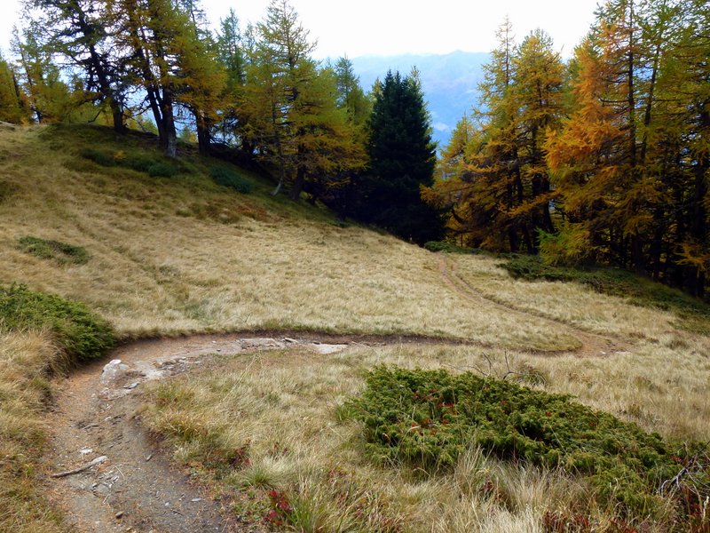 #9 Wiwannihütte : Descente dans les mélèzes Wiwannihütte : Descente dans les mélèzes