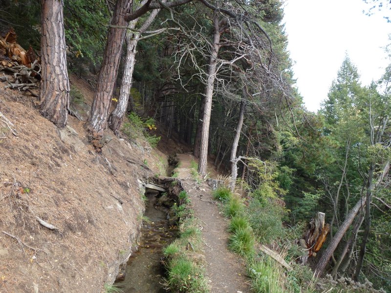 #13 Bisse : Bisse dans une belle pinède Bisse : Bisse dans une belle pinède