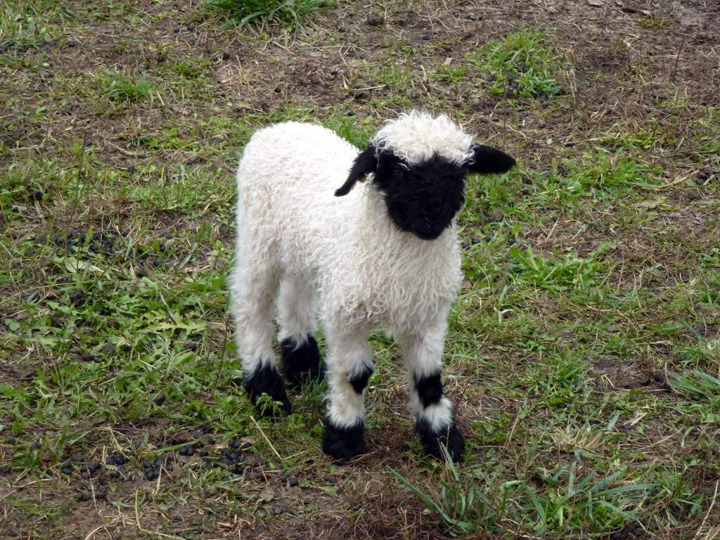 #22 Walliser Schwarznase : Trop sympa... Walliser Schwarznase : Trop sympa...