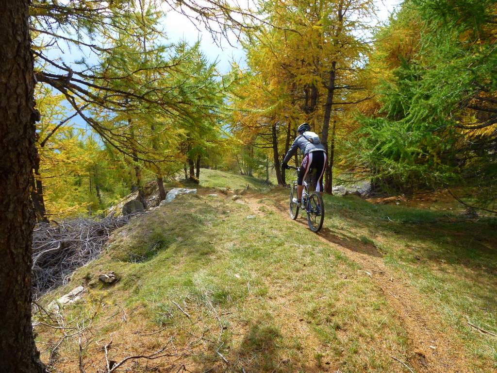 #18 Niwenalp : Descente sur Niwenalp dans les mélèzes Niwenalp : Descente sur Niwenalp dans les mélèzes