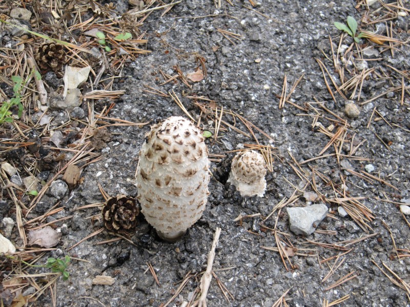 #6 Villars / Bairols : Les champignons - Coprins chevelu - plus forts que le bitume Villars / Bairols : Les champignons - Coprins chevelu - plus forts que le bitume