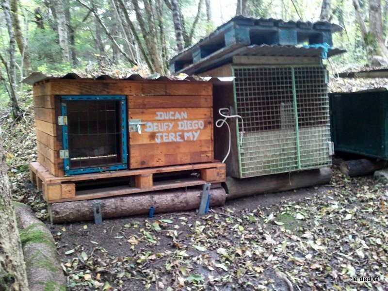 #2 En cage : La vie de chien prend toute sa splendeur ... En cage : La vie de chien prend toute sa splendeur ...