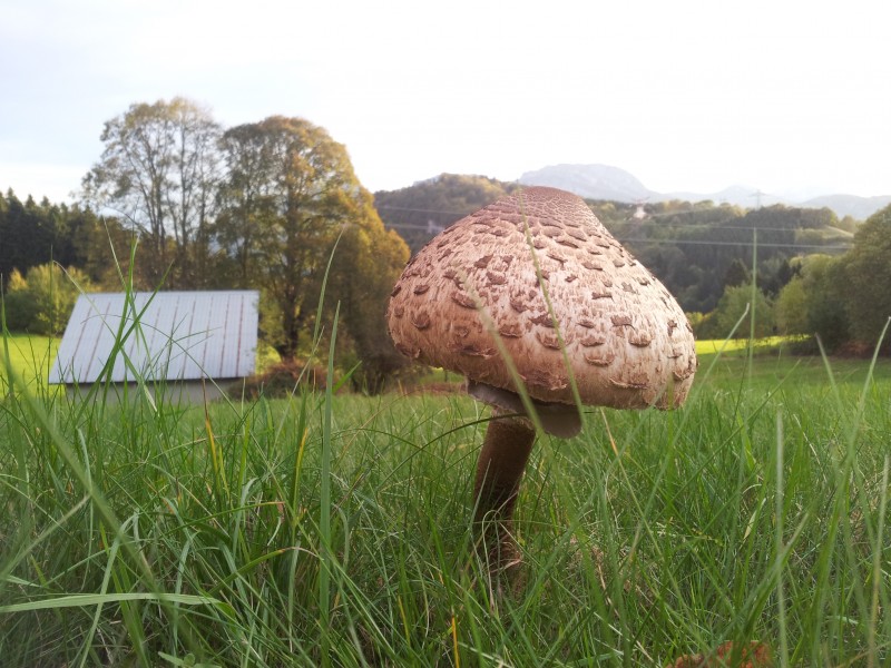 #3 Lépiote : En plus des branches, attention aux champignons géants. Lépiote : En plus des branches, attention aux champignons géants.