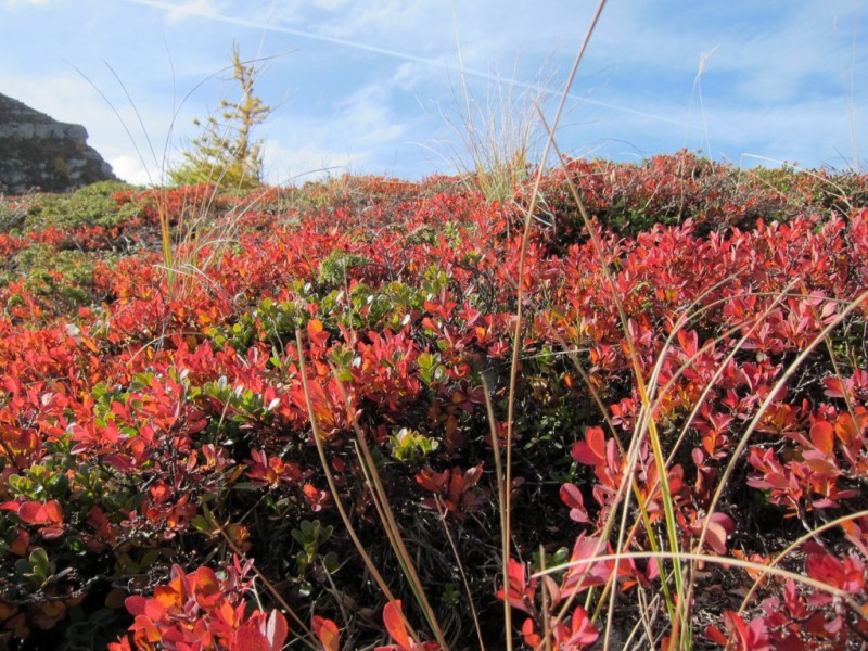 #12 Myrtillés : encore rouge! Myrtillés : encore rouge!
