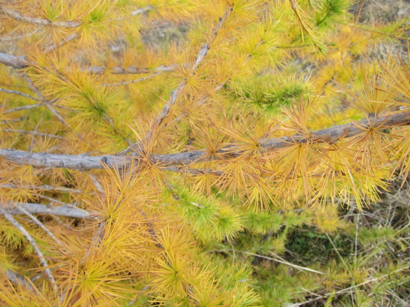 #14 Jaune : C Jaune : C'est bien l'automne!