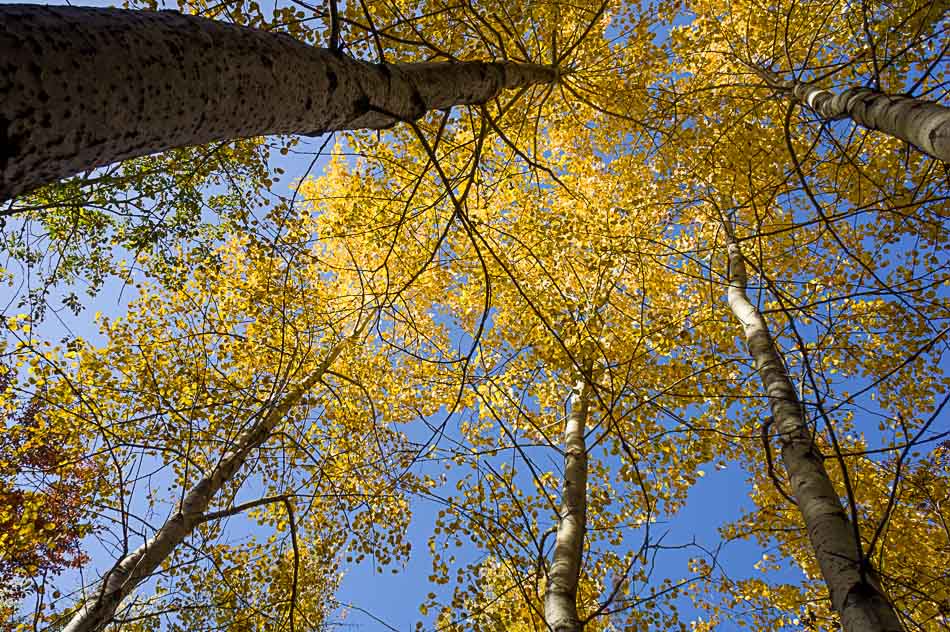 #11 Automne : version conte plongée Automne : version conte plongée