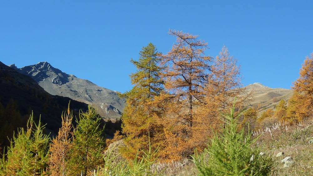 Grande Chible et Pointe d'Emy : le meleze semble pencher plutot pour la Grande Chible !