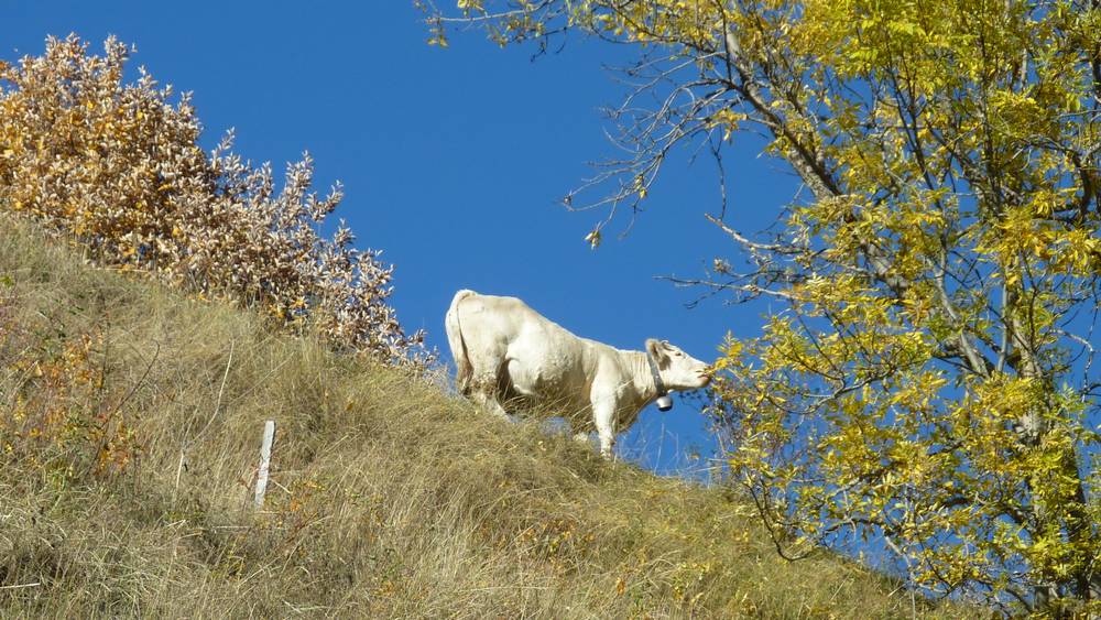 Meuh : avec ces temperatures, elles sont mieux dehors !