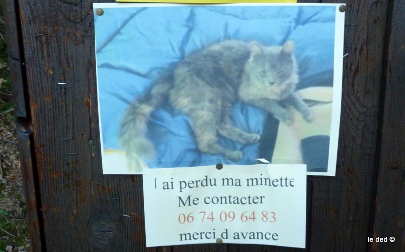 Kit Kat, Ki ka Piké Ze Kat ? : Une histoire de Chat aujourd'hui. J'espère qu'elle sera retrouvée !