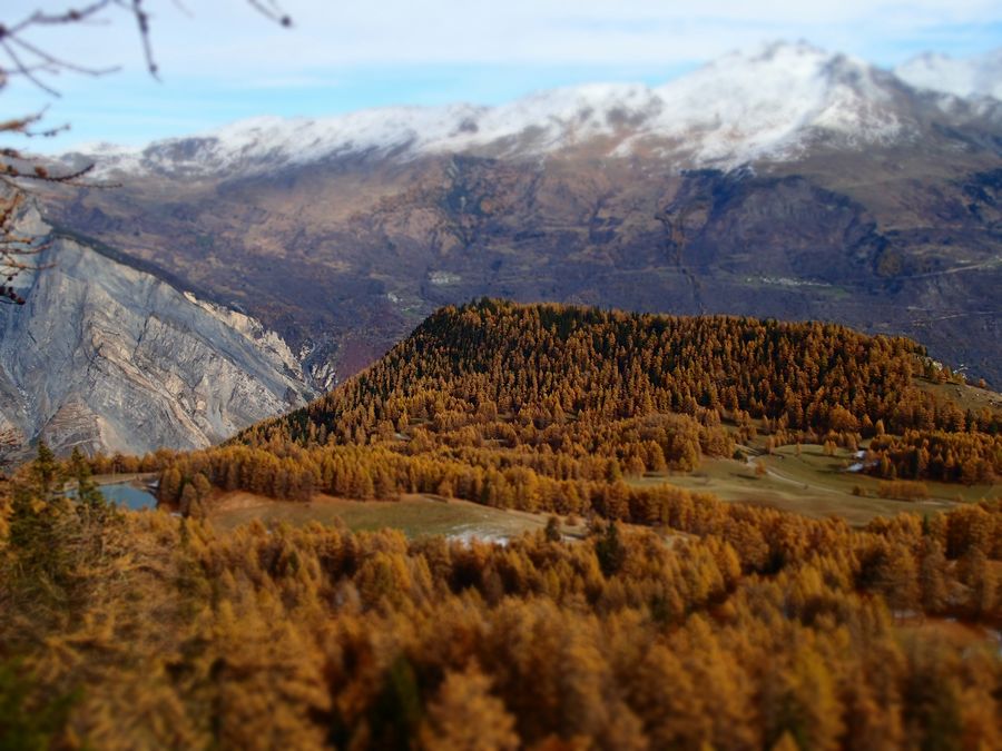 Plateau d'Albanne : Une des plus grandes forêt de mélèzes de la vallée