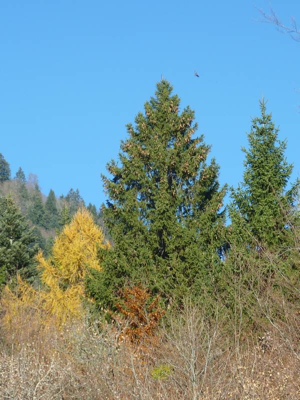 #7 Faune et Flore : un meleze et ... un aigle ?? Faune et Flore : un meleze et ... un aigle ??