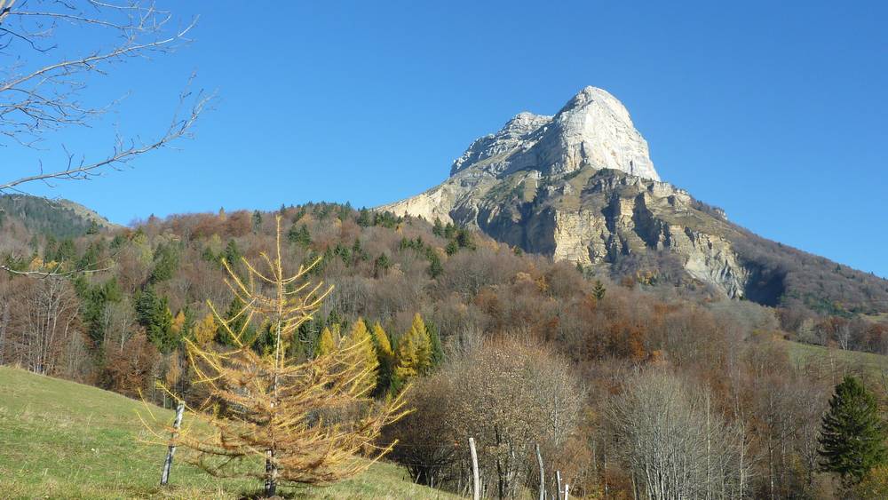 #8 Minorité ethnique : un bébé meleze au milieu des sapins chartroussins Minorité ethnique : un bébé meleze au milieu des sapins chartroussins