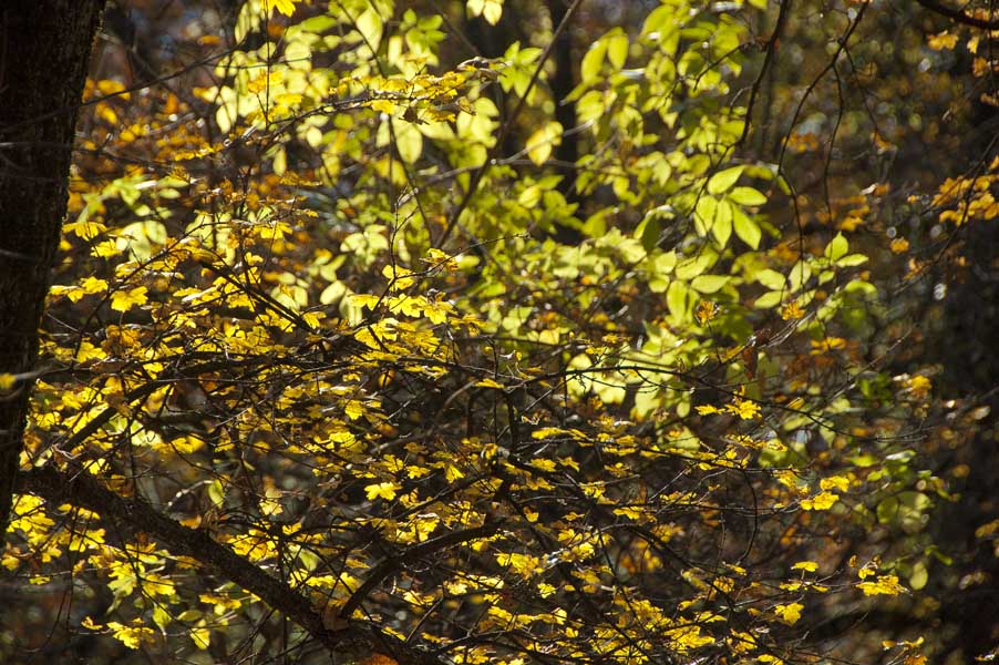 Chedde : Descente sur Chedde, paysage d'automne