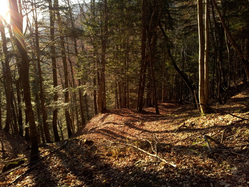 Lever de soleil dans la forêt : Belle vue entre les arbres sur Ezy depuis le Chemin des Boeufs.