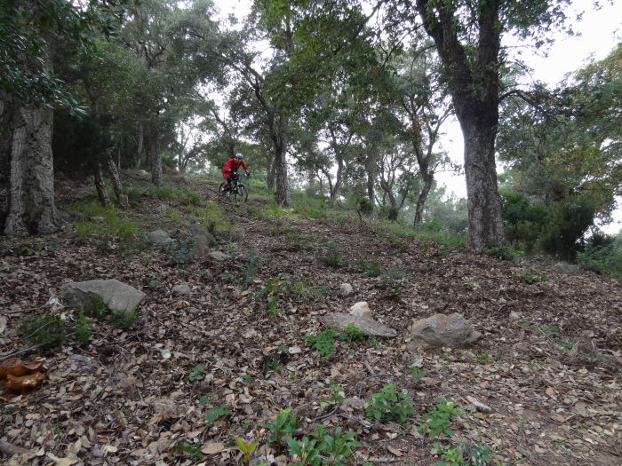 #3 Jolie chênaie : Sur le sentier au-dessus de l Jolie chênaie : Sur le sentier au-dessus de l'exploitation forestière de la piste des Harkis.