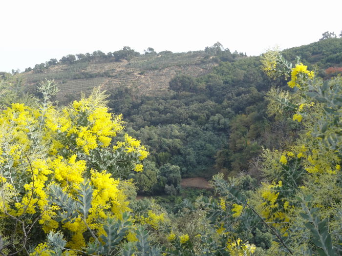 #1 Mimosas : Un peu en avance. Mimosas : Un peu en avance.