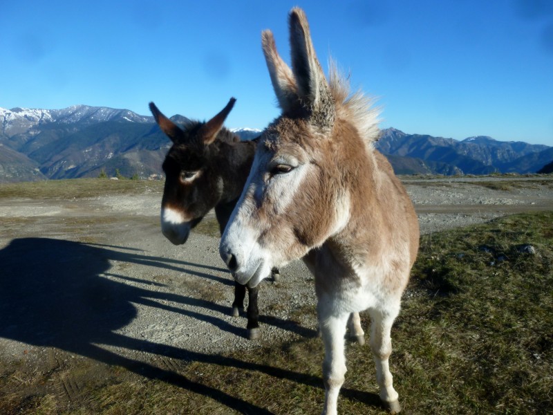 #3 Le Lac : vu des jeunes vaches farouches, des poules folles, des moutons oisifs, un cheval craintif, des gentils ânes et plein d Le Lac : vu des jeunes vaches farouches, des poules folles, des moutons oisifs, un cheval craintif, des gentils ânes et plein d'oiseaux et no pipole ! Le pied quoi !