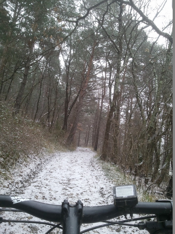 photo 8 : Les pins sous la neige.