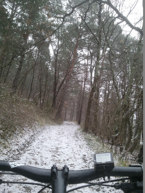 #8 photo 8 : Les pins sous la neige. photo 8 : Les pins sous la neige.