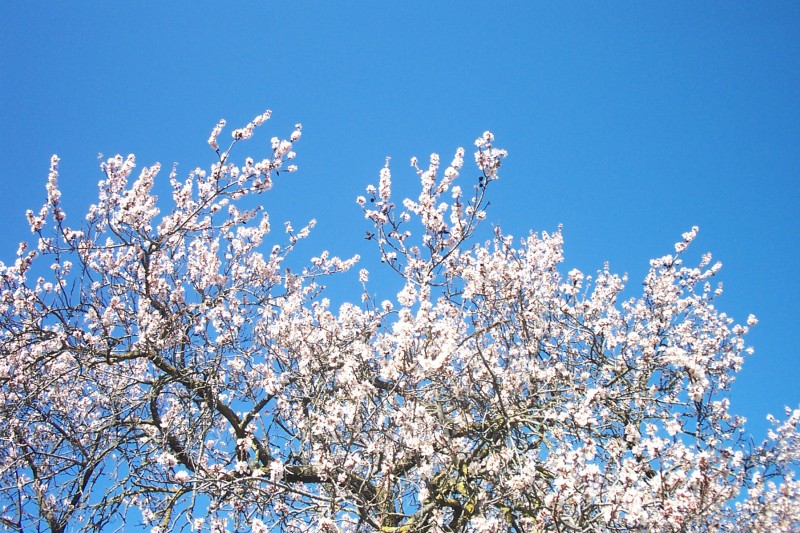 Amandier en fleurs : Le printemps pointe le bout de son nez malgré les rigueurs de l'hiver encore présentes en début de semaine.