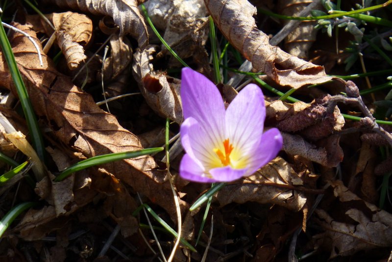 Crocus : Le printemps pointe le bout de son nez