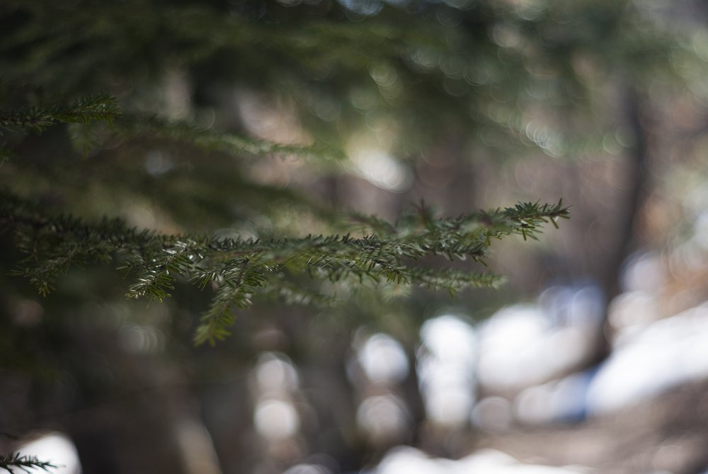 #3 Printemps : les sapins sont secs Printemps : les sapins sont secs
