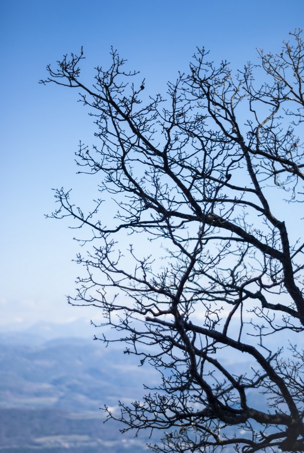 #4 Printemps : les bourgeons pointent le bout de leur nez Printemps : les bourgeons pointent le bout de leur nez