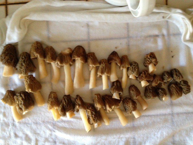 #4 Morilles : C Morilles : C'est un champignon au mimétisme assez prononcé qui ne se voie pas toujours facilement. Par contre, une fois dans l'assiette: Miam :)