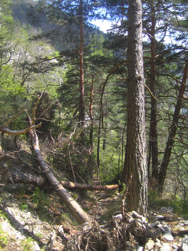 Arbre : Là, je ne peux rien faire. Tant pis...