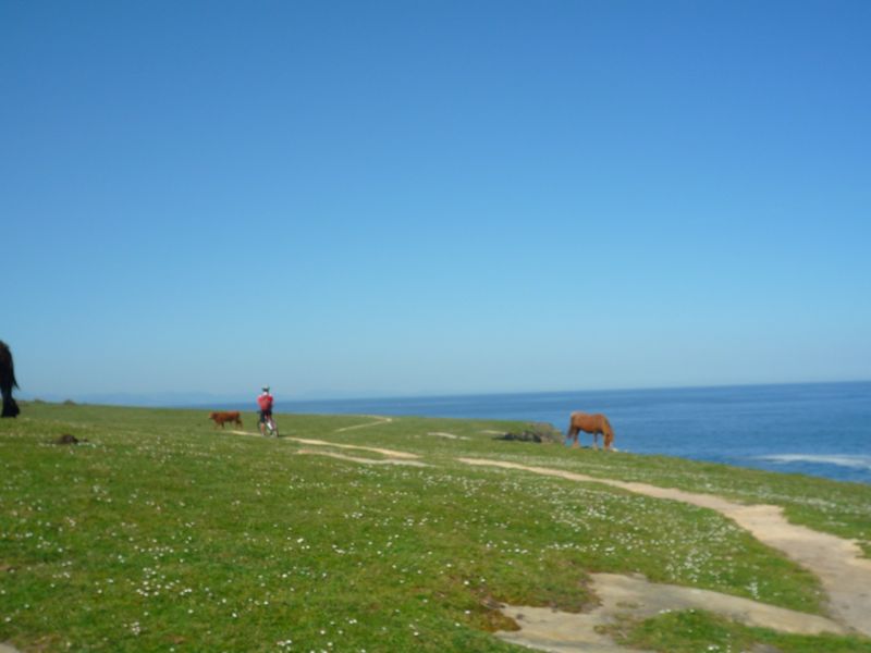 La faune locale : Herbe grasse à souhait