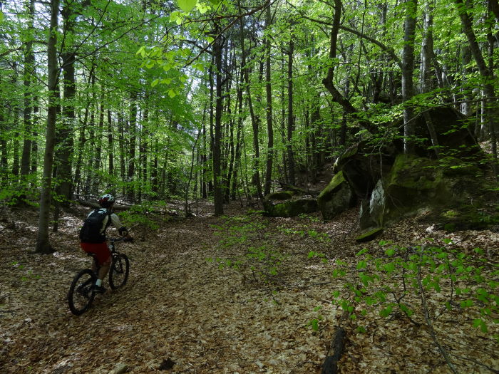 #6 Forêt d Forêt d'Annot : Mon spot préféré.