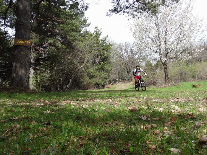 #2 Vers le col de Pelloussis : Le printemps fleurit les arbres Vers le col de Pelloussis : Le printemps fleurit les arbres