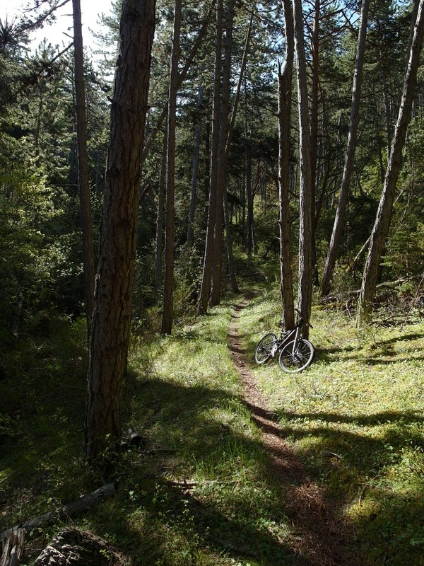 Mont-Vial : le calme dans la forêt