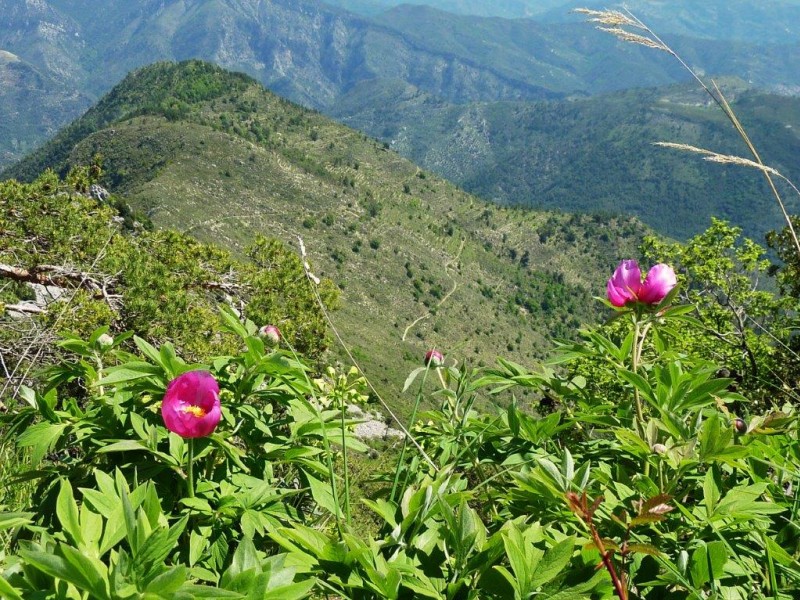 #1 Grammondo : Pivoines sauvages Grammondo : Pivoines sauvages